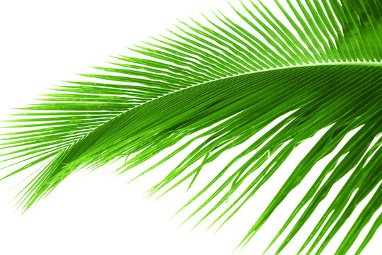 Palm tree leaf on white background