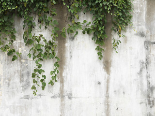 Background old wall and ivy leaves