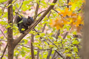 Black squirrel