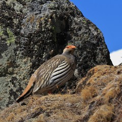 Tibetan Snowcock photographed in Gokyo, Nepal