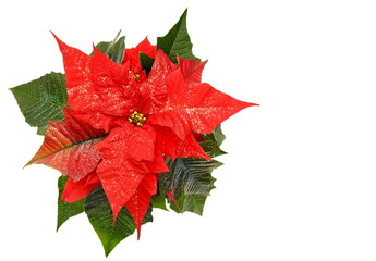 Beauty red poinsettia flower with glitter on leafs, right you can write some text 