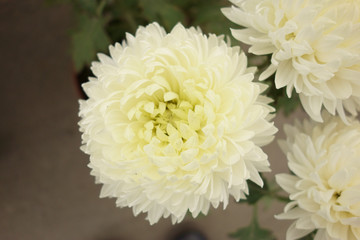 blooming white chrysanthemum on grey background