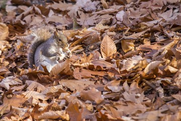 Grey Squirrel (Sciurus carolinensis)