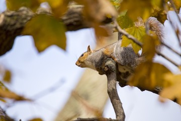 Grey Squirrel (Sciurus carolinensis)