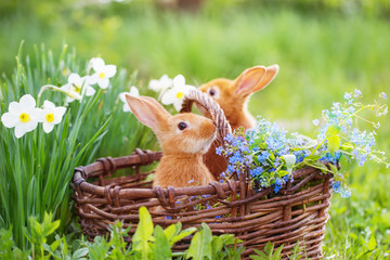 red rabbits outdoor