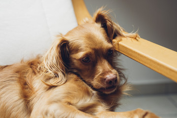 Spaniel Mischlingshund  ruht entspannt auf weißem Freischwinger-Sessel