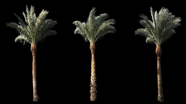 2 blowing on the wind beautiful long green full size real tropical palm trees isolated on alpha channel with black and white luminance matte, rotated, perfect for film, digital composition.