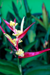 Bird of Paradise flower