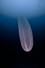 Comb jellyfish swims in the deep of Japan sea.This jellyfish is also known as 
