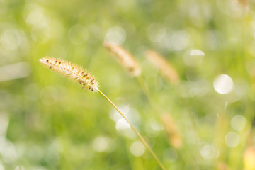 blurred  netural dew  drop  on meadow  bokeh green   background