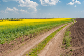 Spring landscape with flowering rape-seed field and earth road in central Ukraine