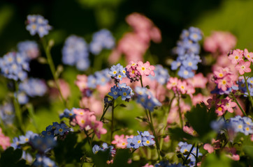 Blue and pink forget-me-nots