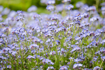 Field of forget-me-nots