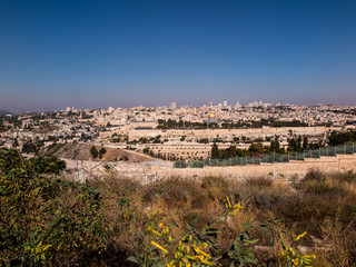 Obraz premium blooming yellow mustard biblical bush on the Mount of Olives ove