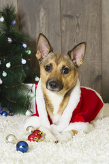 Dog in Christmas