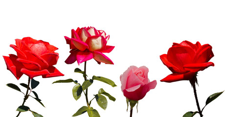 Collection of 4 roses, isolated on the white background