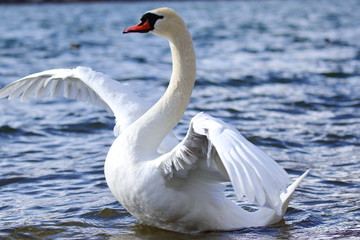 Obraz premium ハクチョウ