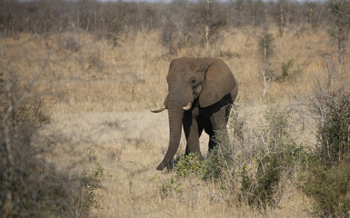 elephant at kruger national park.