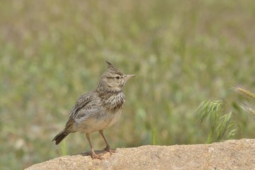 Skylark, Alauda arvensis, singing