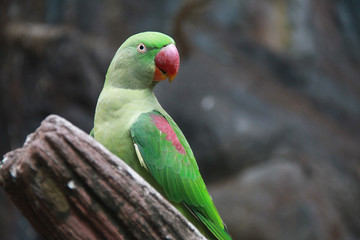 A green parrot have red beak is standing on the timber and looking something at right hand side of viewer. Scientific name is 