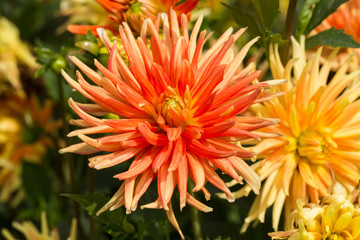 Obraz premium Close up of orange and yellow dahlia flowers in garden