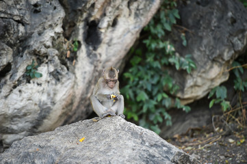 Monkey sitting on the stone in forest , monkey thailand