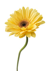 Daisy Gerbera Flower on white