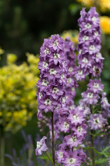 Obraz premium Purple Delphinium Flower in Garden