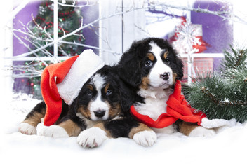 Christmas puppy,  bernese sennenhund in Santa Hat