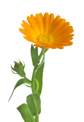 Calendula. Marigold flowers with leaves isolated on white