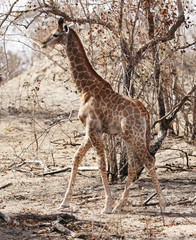wild giraffe in Kruger National Park, South Africa.