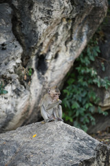 Monkey sitting on the stone in forest , monkey thailand