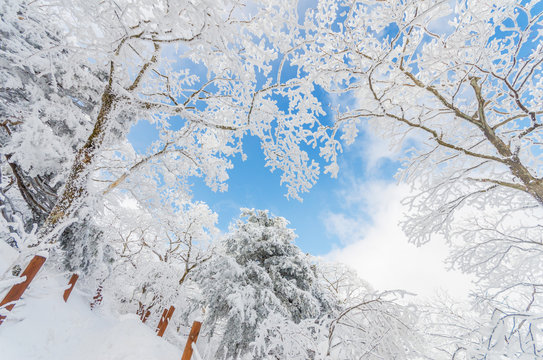 Fototapeta Winter landscape white snow of Mountain in Korea.
