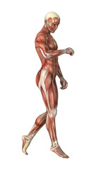 Male Figure Muscle Maps