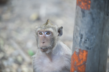 Monkey sitting on the stone in forest , monkey thailand