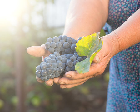 Close up of the hands of a vintner or grape farmer inspecting th