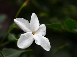 素馨の白い花