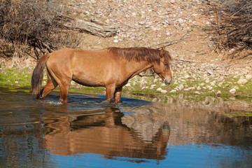 Wild Horse