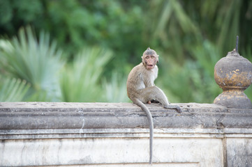 Eye contact monkey sitting on the wall , monkey thailand