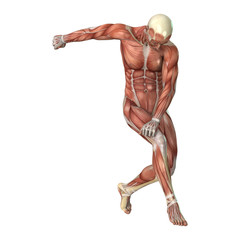 Male Figure Muscle Maps