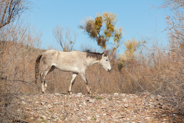 Wild Horse