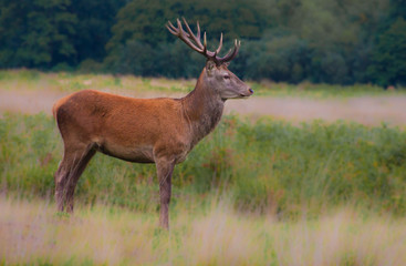 Deer, horns