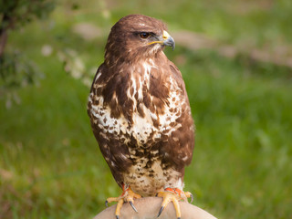 Common buzzard