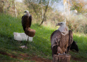 Griffon vulture