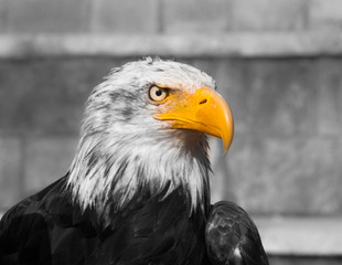 Bald eagle, yellow beak, black and white background
