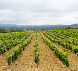 Fototapeta na wymiar Vineyard in Languedoc-Roussillon (France)