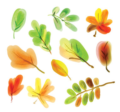 Color illustration of autumn leaves in watercolor paintings. Hand drawn. Isolated on white background