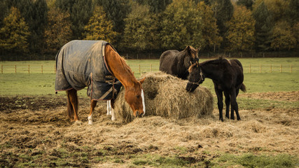 Three horses on field with hay