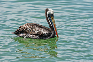 Brown Pelican in water, Peru.