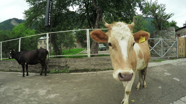 Cow on city street